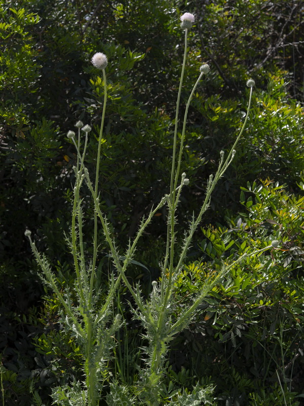 Tyrimnus leucographus.20