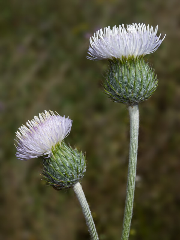 Tyrimnus leucographus.21