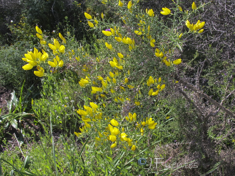 Ulex australis australis.01