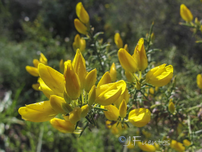 Ulex australis australis.02