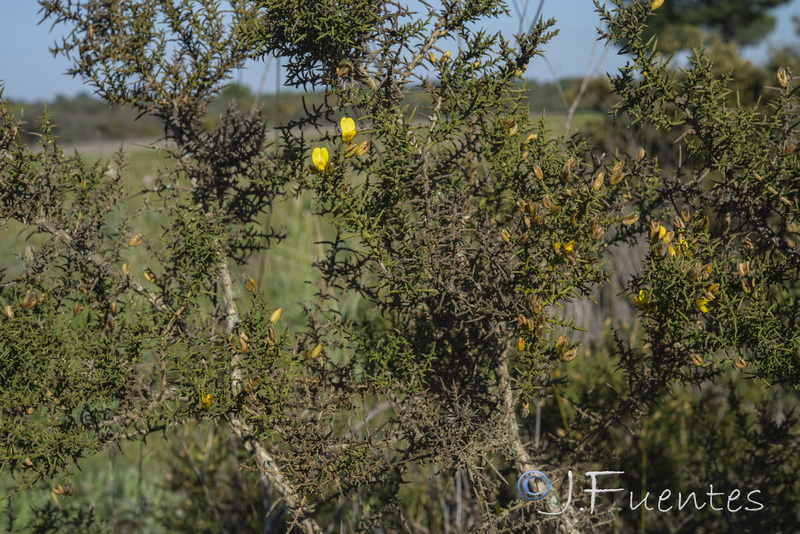 Ulex australis australis.03