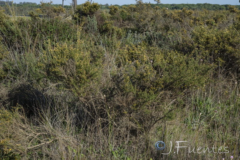 Ulex australis australis.04