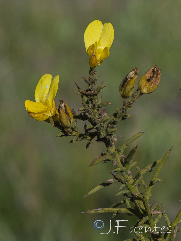 Ulex australis australis.05