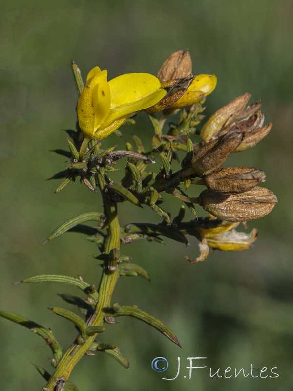 Ulex australis australis.06