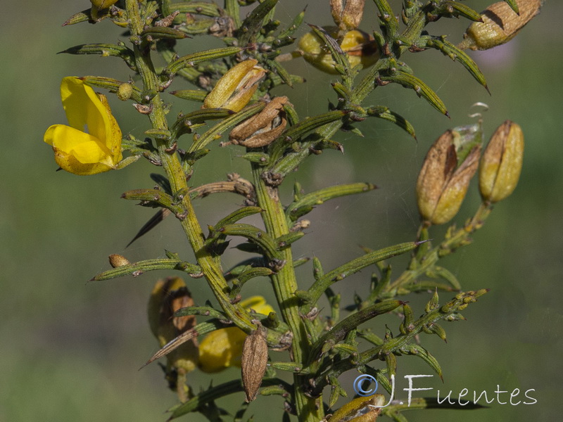 Ulex australis australis.07