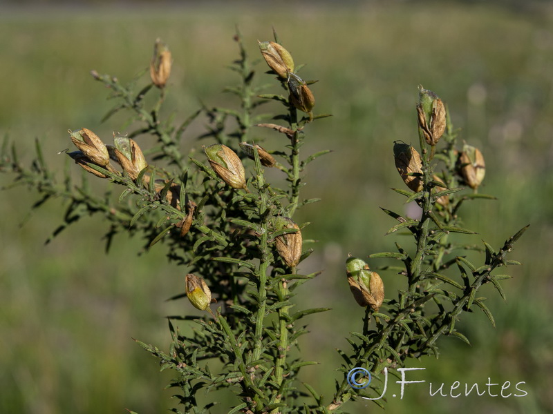 Ulex australis australis.08