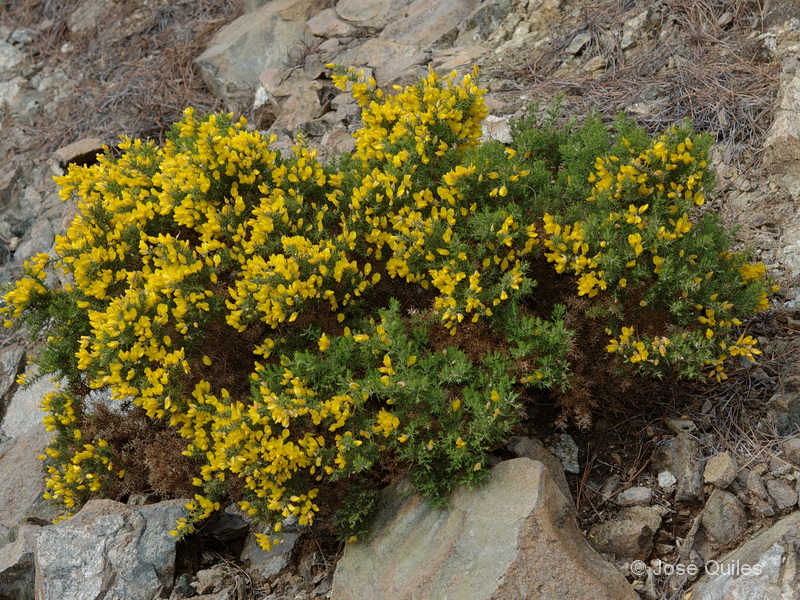 Ulex baeticus baeticus.03