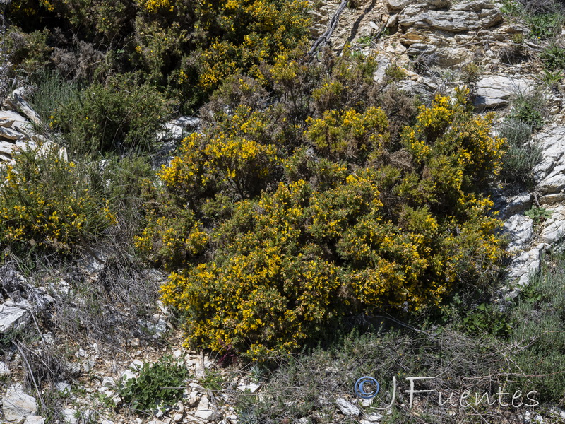 Ulex baeticus baeticus.04