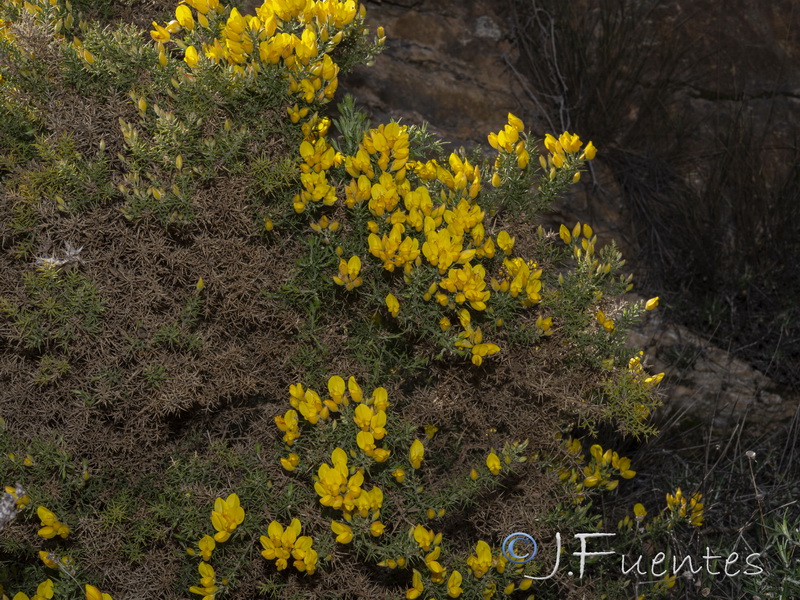 Ulex baeticus baeticus.06