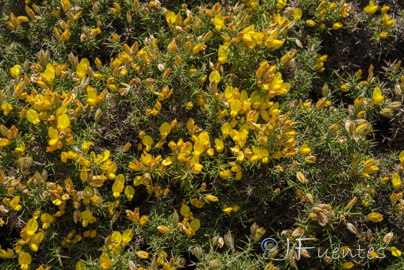 Ulex baeticus baeticus.07