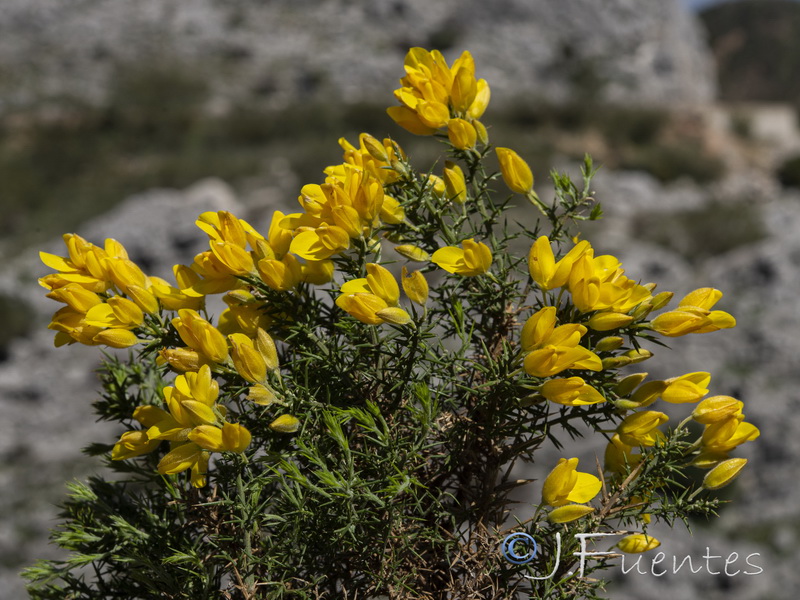 Ulex baeticus baeticus.08