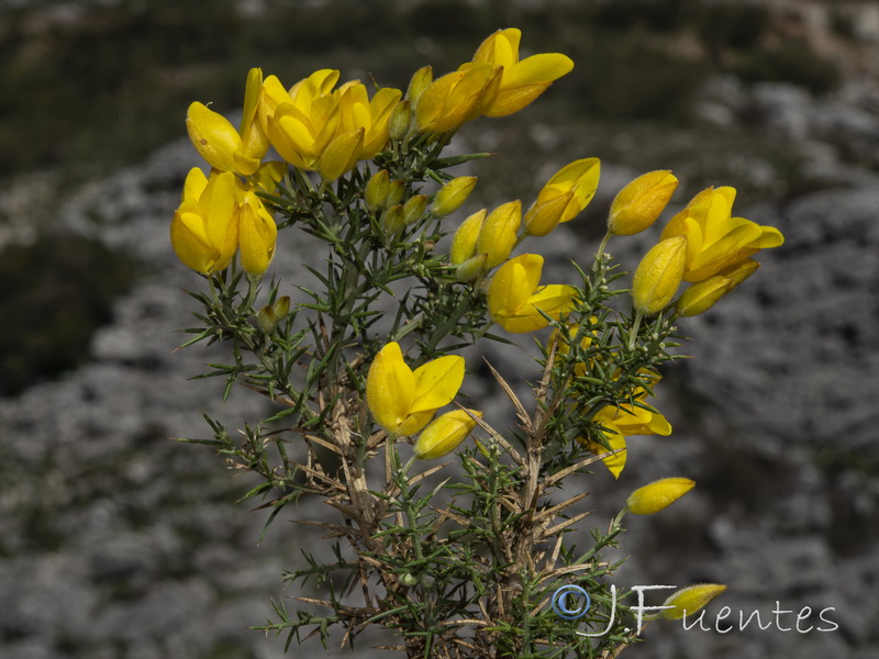 Ulex baeticus baeticus.09