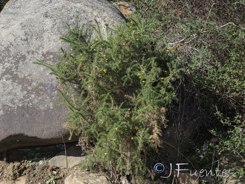 Ulex borgiae.04