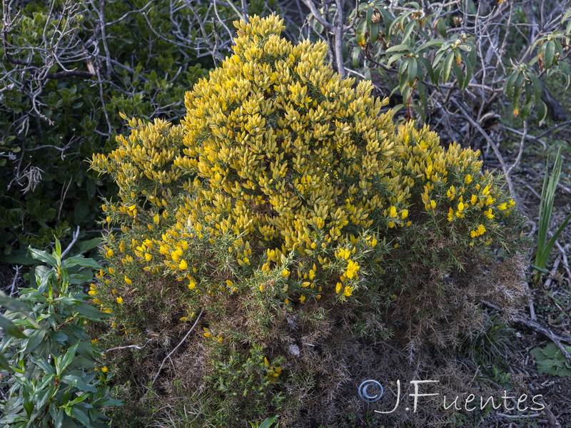 Ulex borgiae.05