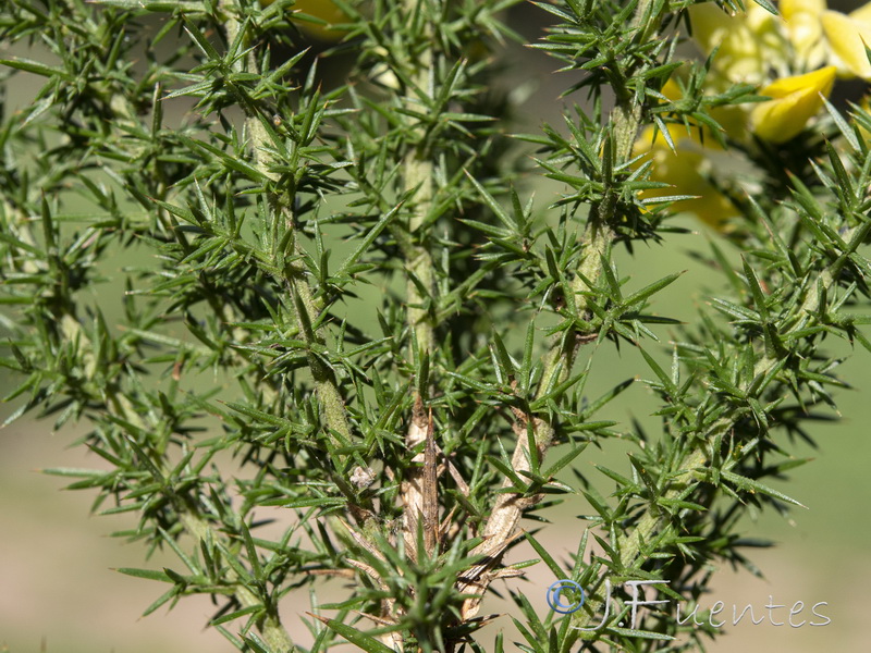 Ulex borgiae.07