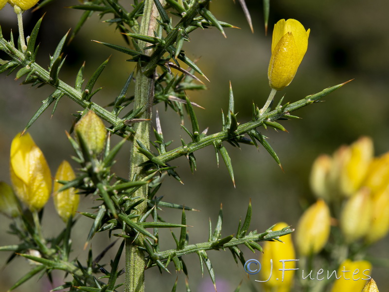 Ulex borgiae.08