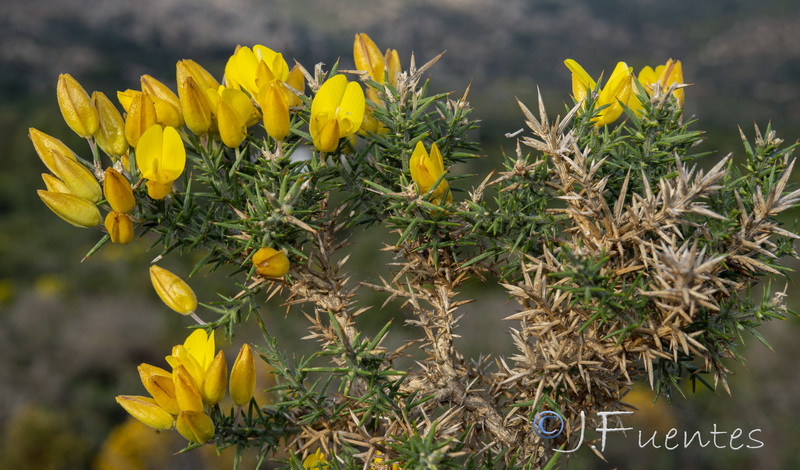 Ulex borgiae.09