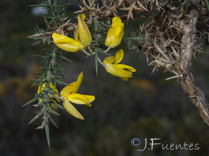 Ulex borgiae.12