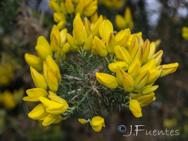 Ulex borgiae.20