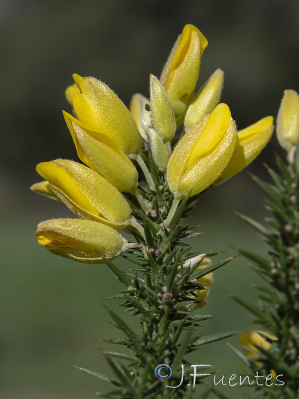 Ulex borgiae.22
