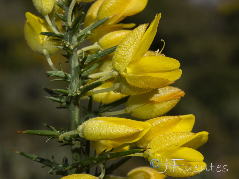 Ulex borgiae.24