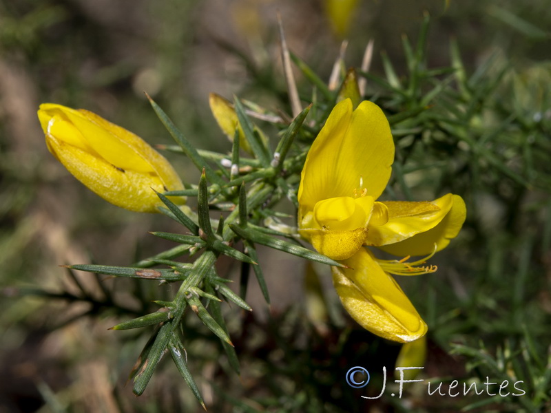 Ulex borgiae.25