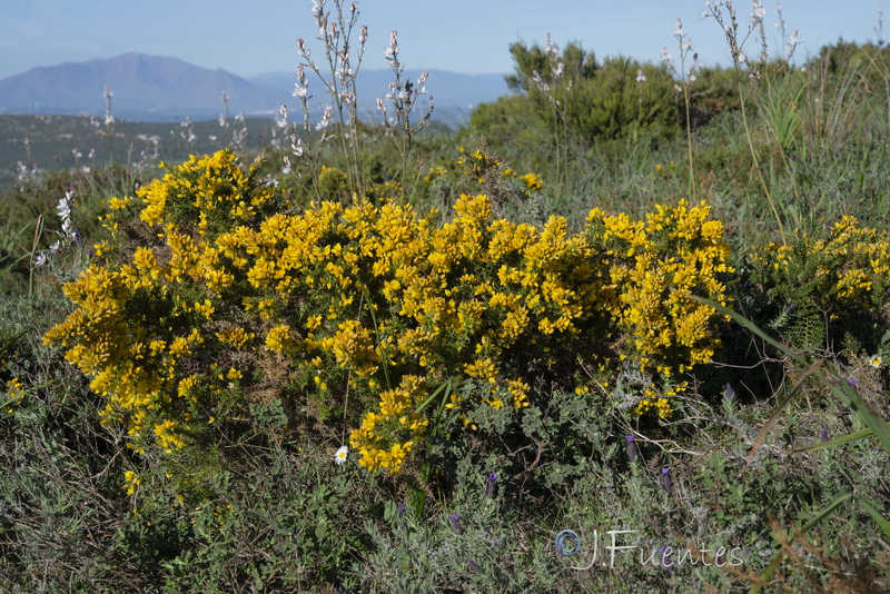 Ulex borgiae.27