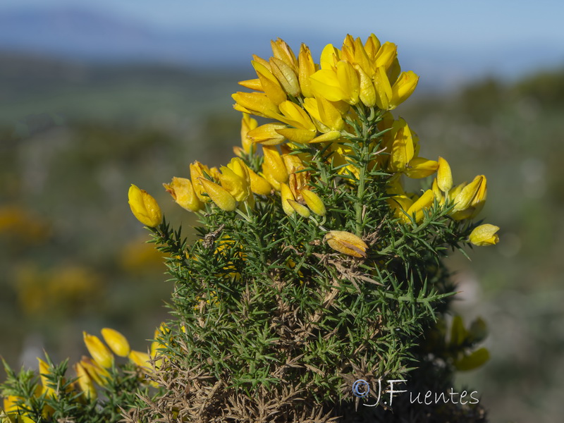 Ulex borgiae.30