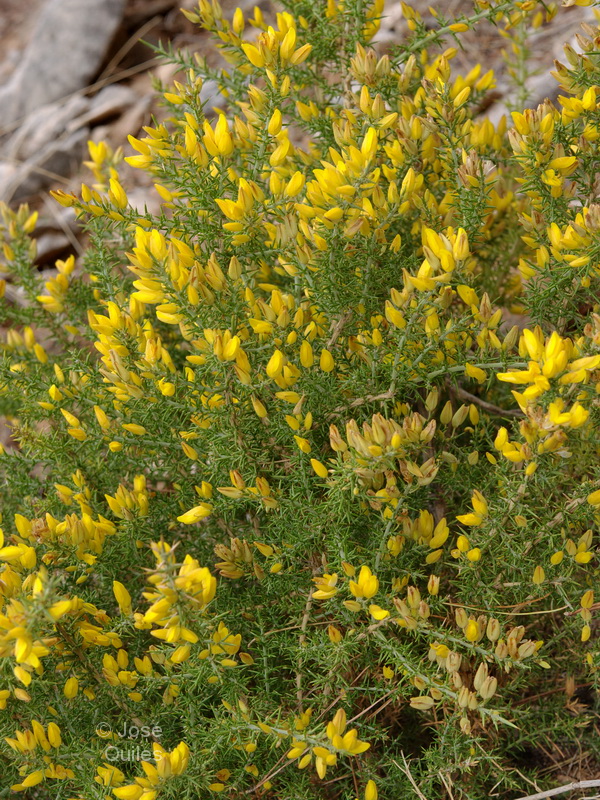 Ulex borgiae