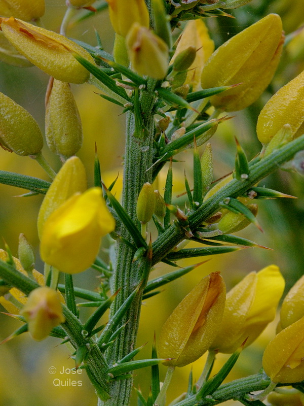 Ulex borgiae2