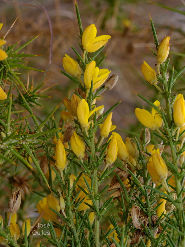 Ulex borgiae3