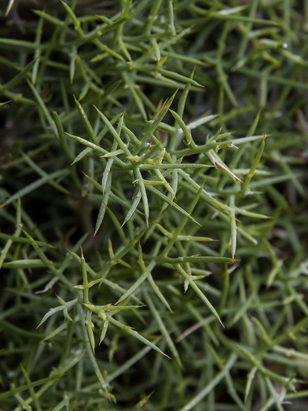 Ulex canescens.03