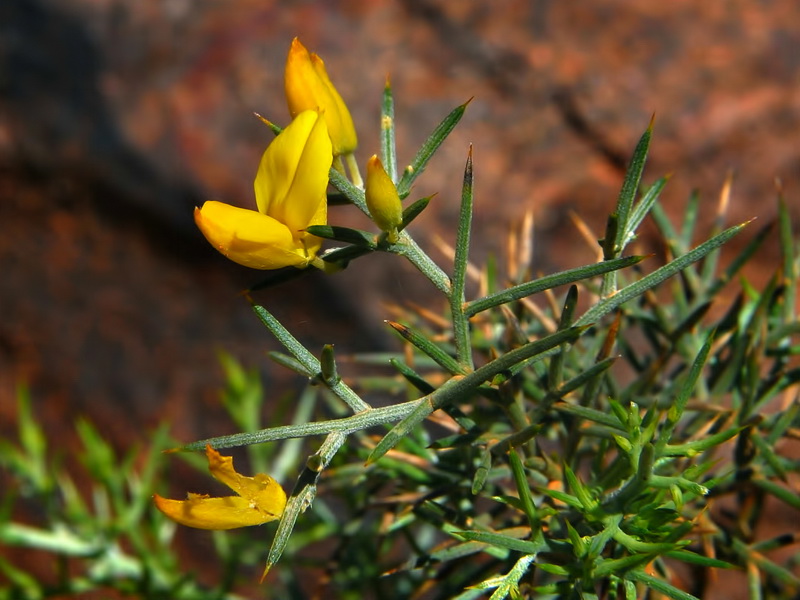 Ulex canescens.04