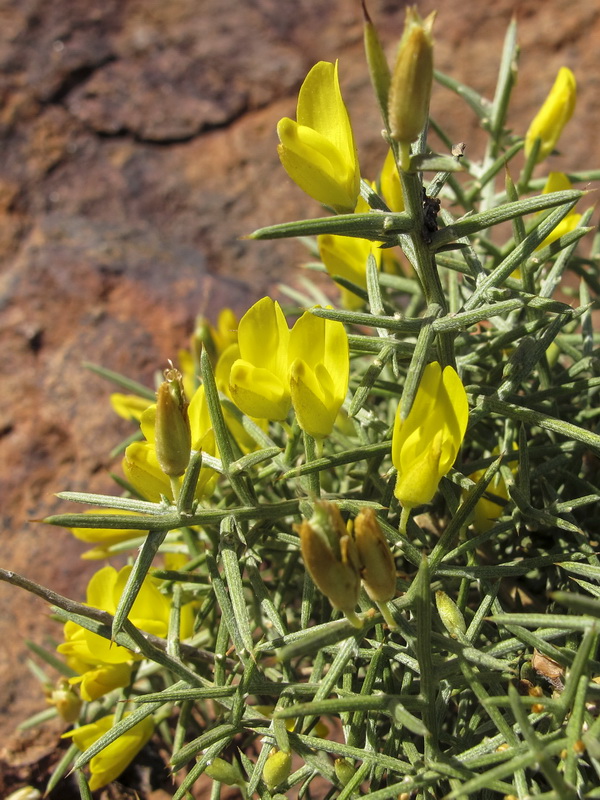 Ulex canescens.05