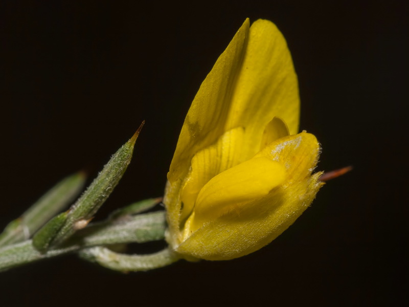 Ulex canescens.07