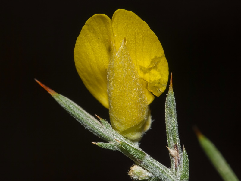 Ulex canescens.08