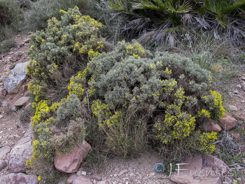 Ulex canescens.01