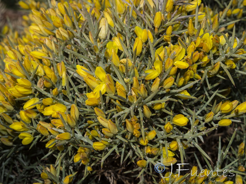 Ulex canescens.13