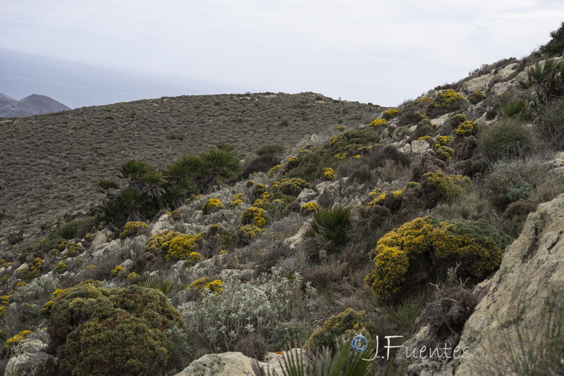 Ulex canescens.19