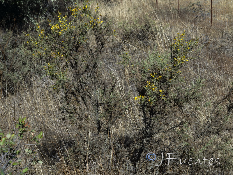 Ulex eriocladus.01