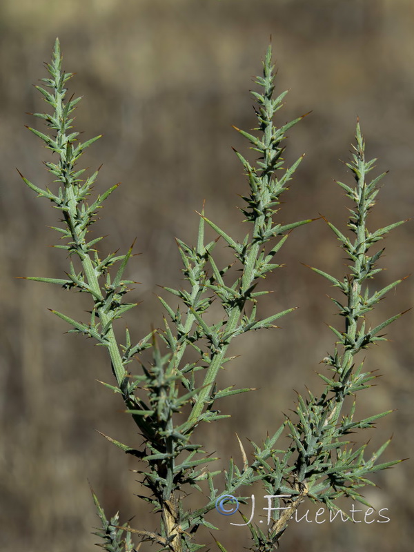 Ulex eriocladus.02