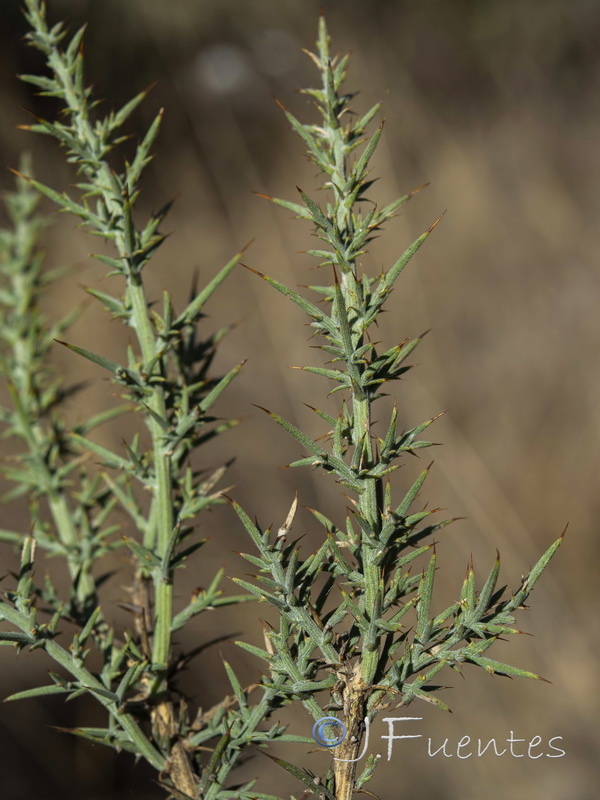 Ulex eriocladus.03