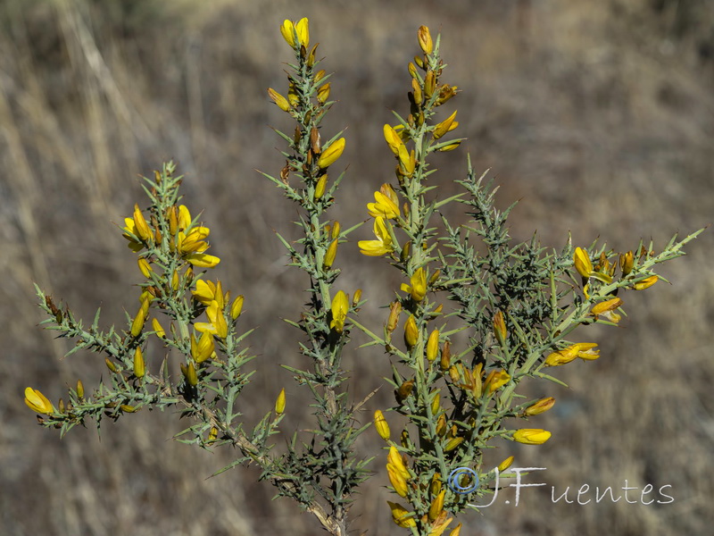 Ulex eriocladus.04