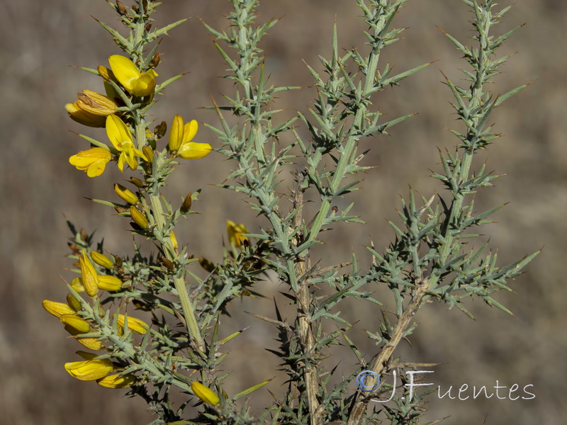 Ulex eriocladus.05