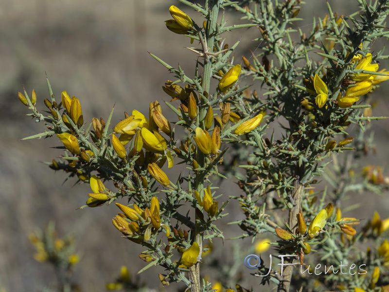 Ulex eriocladus.06