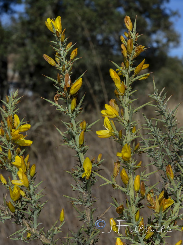 Ulex eriocladus.07