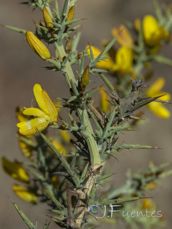 Ulex eriocladus.08