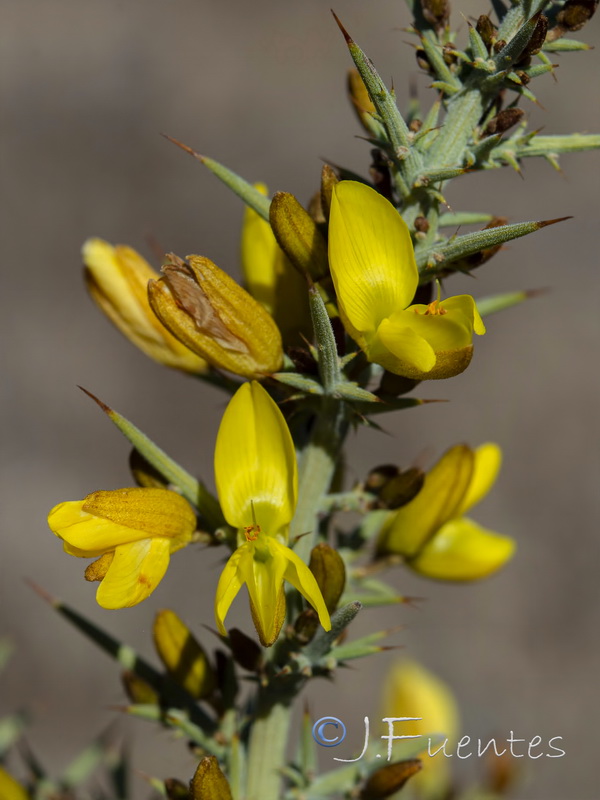 Ulex eriocladus.09