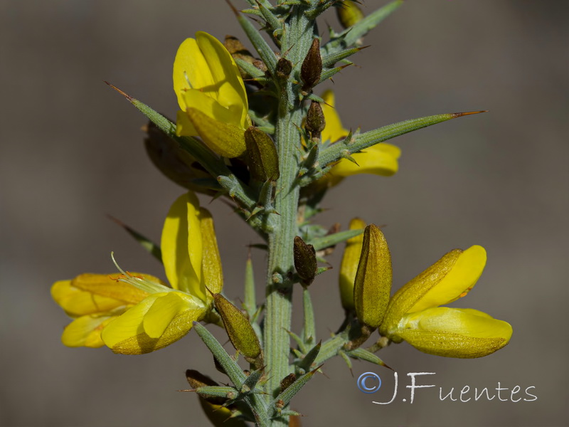 Ulex eriocladus.10