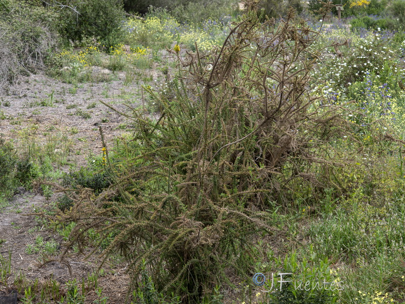 Ulex minor.01